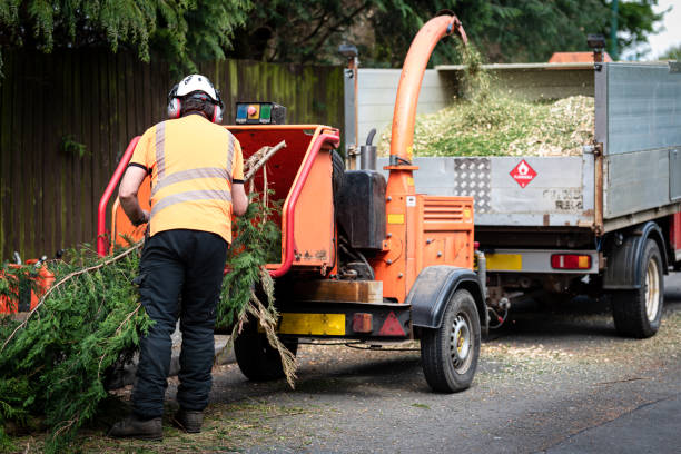 Best Dead Tree Removal  in Benld, IL